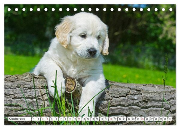 Produktbild: Goldige Herzensbrecher - Golden Retriever Welpen (Tischkalender 2026 DIN A5 quer), CALVENDO Monatskalender