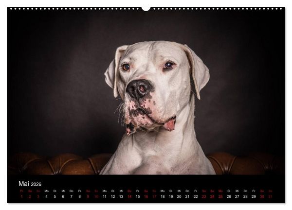 Produktbild: DOGO ARGENTINO (Wandkalender 2026 DIN A2 quer), CALVENDO Monatskalender