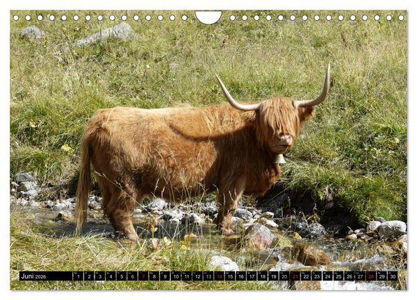 Produktbild: K&uuml;he mit H&ouml;rnern (Wandkalender 2026 DIN A4 quer), CALVENDO Monatskalender