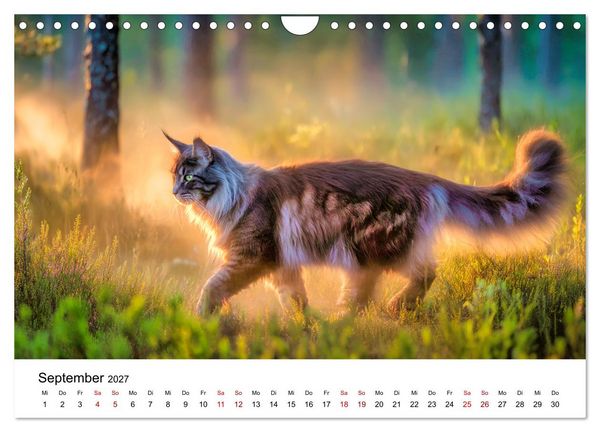 Produktbild: Eleganz in Pelz - ein Maine Coon - Kalender (Wandkalender 2027 DIN A4 quer), CALVENDO Monatskalender