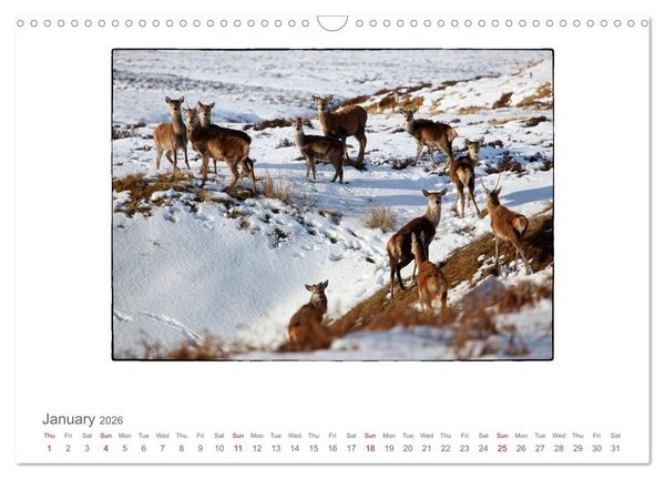 Produktbild: Wild Deer In The Highlands (Wall Calendar 2026 DIN A3 landscape), CALVENDO 12 Month Wall Calendar