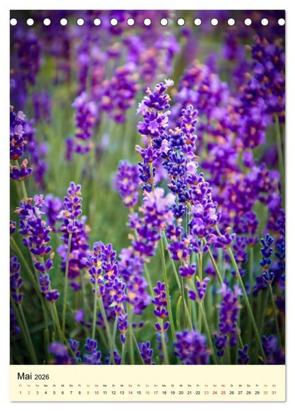 Produktbild: Provence Lavendel Paradies (Tischkalender 2026 DIN A5 hoch), CALVENDO Monatskalender