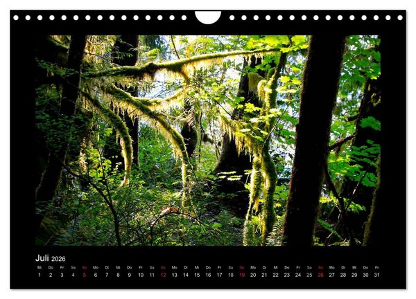 Produktbild: W&auml;lder, fotografiert auf vier Kontinenten (Wandkalender 2026 DIN A4 quer), CALVENDO Monatskalender