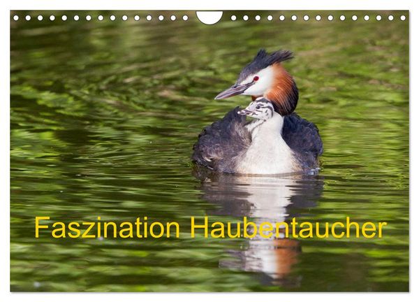 Produktbild: Faszination Haubentaucher (Wandkalender 2026 DIN A4 quer), CALVENDO Monatskalender
