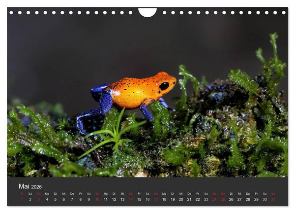 Produktbild: Costa Rica tierisch gut 2026 (Wandkalender 2026 DIN A4 quer), CALVENDO Monatskalender