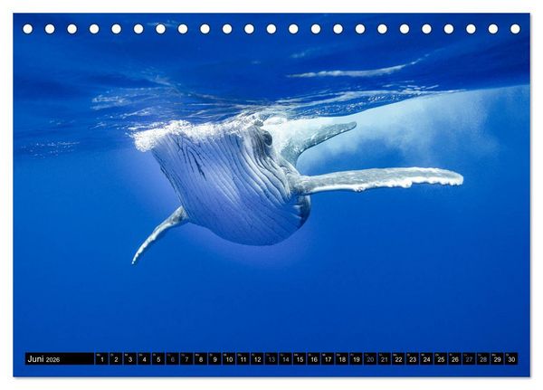 Produktbild: Die blaue Welt der Wale (Tischkalender 2026 DIN A5 quer), CALVENDO Monatskalender