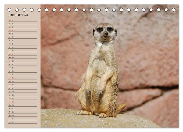 Produktbild: Erdm&auml;nnchen (Tischkalender 2026 DIN A5 quer), CALVENDO Monatskalender