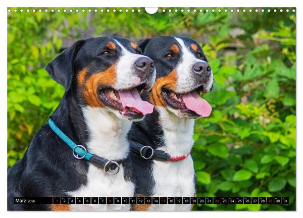 Produktbild: Ein Hund zum Verlieben - Gro&szlig;er Schweizer Sennenhund (Wandkalender 2026 DIN A3 quer), CALVENDO Monatskalender