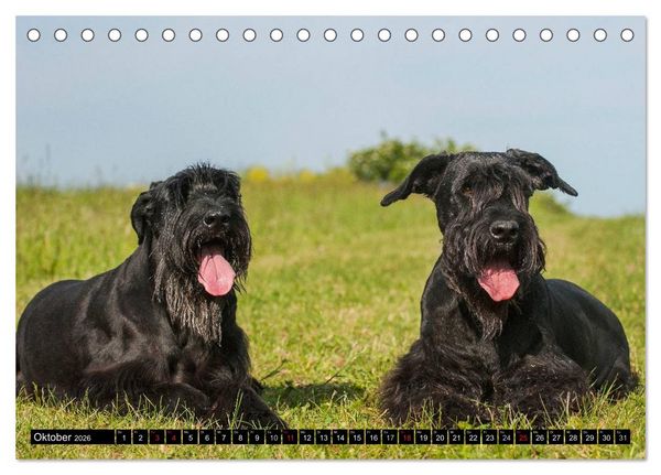 Produktbild: Treuer Freund Riesenschnauzer (Tischkalender 2026 DIN A5 quer), CALVENDO Monatskalender