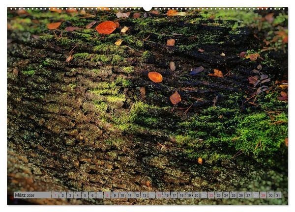 Produktbild: Spaziergang durch den Zauberwald (Wandkalender 2026 DIN A2 quer), CALVENDO Monatskalender