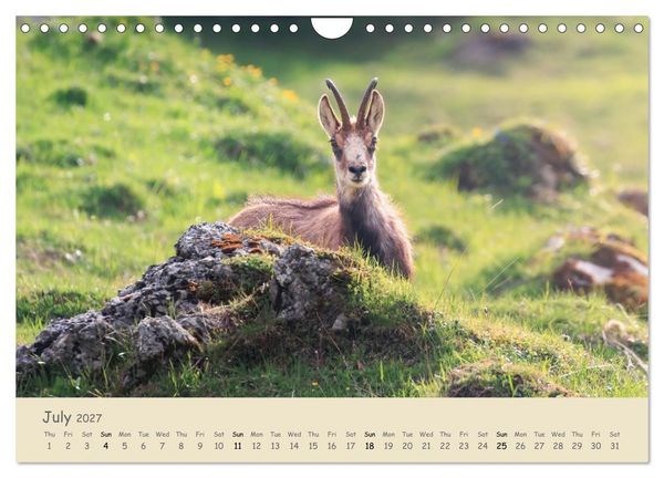 Produktbild: Wild encounters &ndash; Moments in the heart of nature (Wall Calendar 2027 DIN A4 landscape), CALVENDO 12 Month Wall Calendar