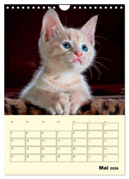 Produktbild: K&auml;tzchen - Theater (Wandkalender 2026 DIN A4 hoch), CALVENDO Monatskalender