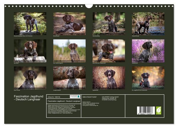 Produktbild: Faszination Jagdhund - Deutsch Langhaar (Wandkalender 2026 DIN A3 quer), CALVENDO Monatskalender