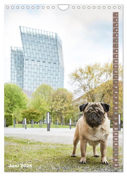 Produktbild: M&ouml;pse in Hamburg (Wandkalender 2026 DIN A4 hoch), CALVENDO Monatskalender