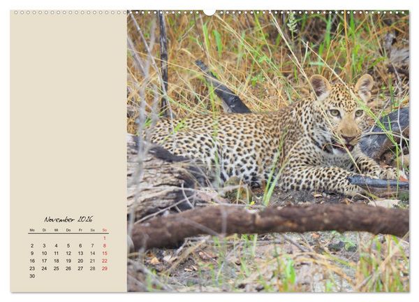 Produktbild: Leoparden. Geschmeidig, kr&auml;ftig und klug (Wandkalender 2026 DIN A2 quer), CALVENDO Monatskalender