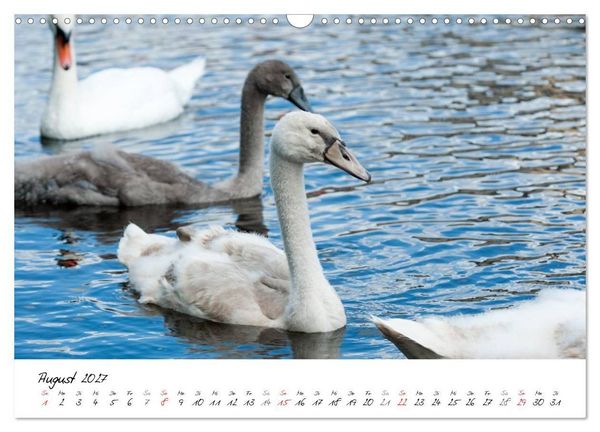 Produktbild: Vom K&uuml;ken zum Schwan (Wandkalender 2027 DIN A3 quer), CALVENDO Monatskalender