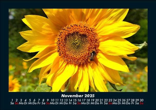 Produktbild: Blumentr&auml;ume 2025 Fotokalender DIN A5