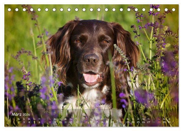 Produktbild: Jagdhunde - Treue Waidgesellen (Tischkalender 2026 DIN A5 quer), CALVENDO Monatskalender