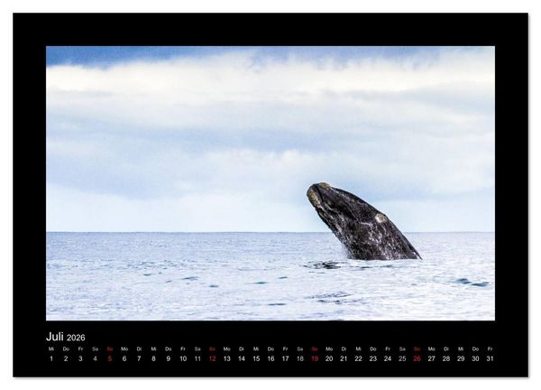 Produktbild: S&uuml;dafrika - Garden Route (Wandkalender 2026 DIN A2 quer), CALVENDO Monatskalender
