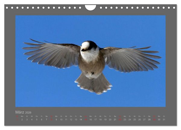 Produktbild: V&Ouml;GEL (Wandkalender 2026 DIN A4 quer), CALVENDO Monatskalender