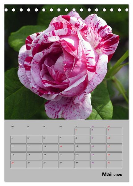 Produktbild: Rosen - Symbol der Liebe und Verehrung (Tischkalender 2026 DIN A5 hoch), CALVENDO Monatskalender