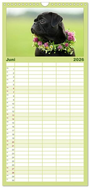 Produktbild: Familienplaner 2026 - Der MOPS-Kalender mit 5 Spalten (Wandkalender, 21 x 45 cm) CALVENDO