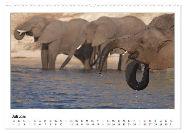 Produktbild: Afrikanische Elefanten (Wandkalender 2026 DIN A2 quer), CALVENDO Monatskalender