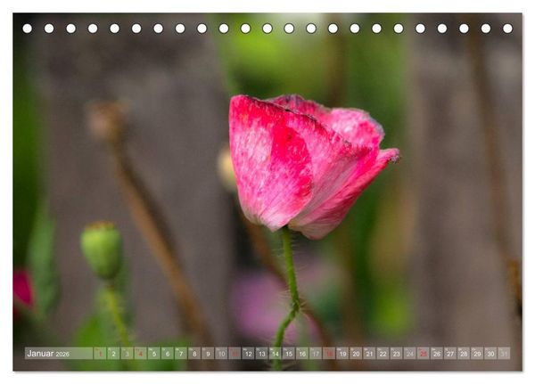 Produktbild: Mohn (Tischkalender 2026 DIN A5 quer), CALVENDO Monatskalender