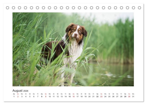 Produktbild: Herzensaussies - Australian Shepherd (Tischkalender 2026 DIN A5 quer), CALVENDO Monatskalender