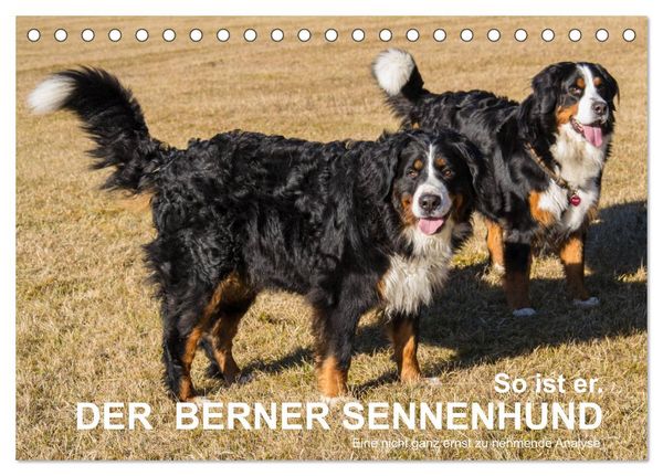 Produktbild: So ist er. Der Berner Sennenhund (Tischkalender 2026 DIN A5 quer), CALVENDO Monatskalender