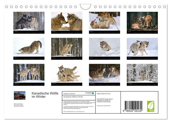 Produktbild: Kanadische W&ouml;lfe im Winter (Wandkalender 2026 DIN A4 quer), CALVENDO Monatskalender