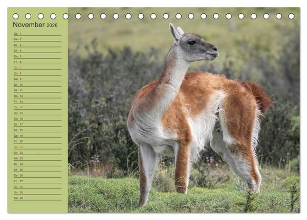 Produktbild: Wildlife S&uuml;damerika (Tischkalender 2026 DIN A5 quer), CALVENDO Monatskalender