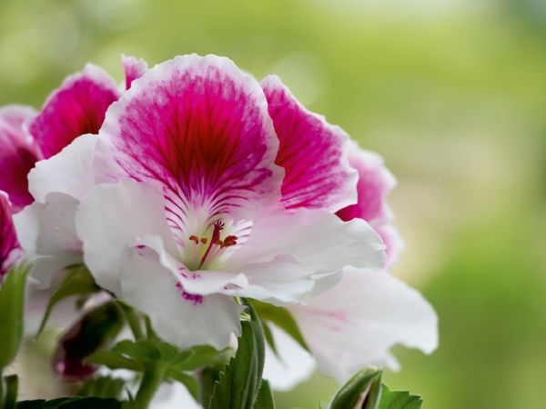 Produktbild: CALVENDO Puzzle Edelpelargonie 'Elegance Bravo' (Pelargonium grandiflorum) | 1000 Teile Lege-Gr&ouml;&szlig;e 64x48cm Foto-Puzzle f&uuml;r gl&uuml;ckliche Stunden