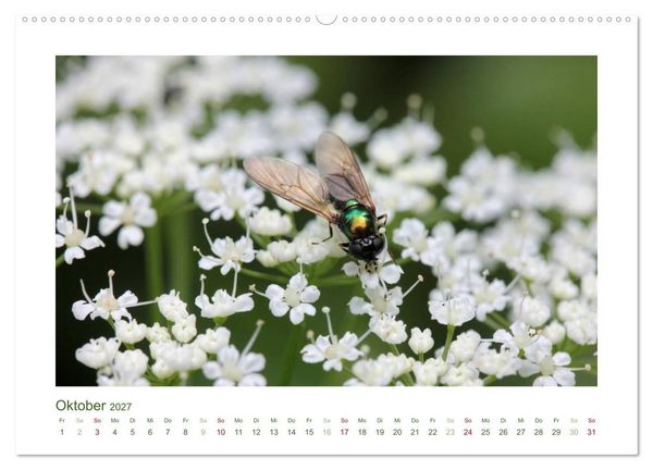 Produktbild: Heimische Insekten 2027 (Wandkalender 2027 DIN A2 quer), CALVENDO Monatskalender