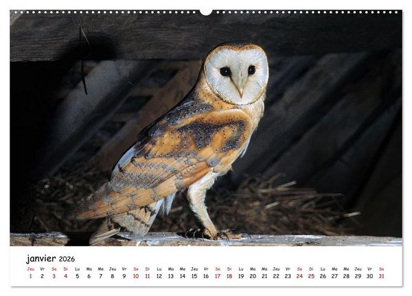 Produktbild: La vie des chouettes, les dames de la nuit (Calendrier mural 2026 DIN A2 vertical), CALVENDO calendrier mensuel
