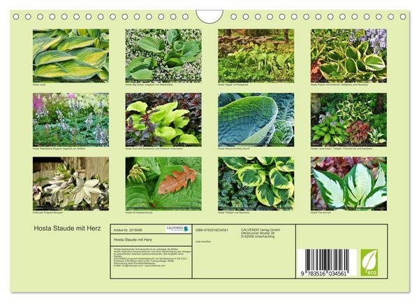 Produktbild: Hosta Staude mit Herz (Wandkalender 2026 DIN A4 quer), CALVENDO Monatskalender