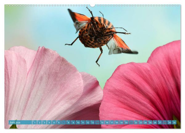 Produktbild: Sechs Beine in der Luft - Wanzen im Flug (Wandkalender 2026 DIN A2 quer), CALVENDO Monatskalender
