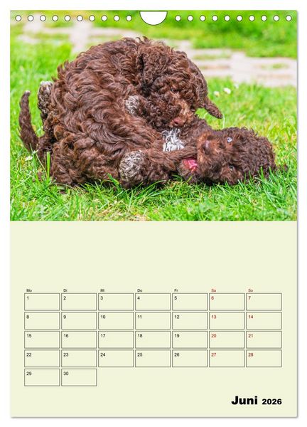 Produktbild: Lagotto Romagnolo - Der Tr&uuml;ffelhund Italiens - Planer (Wandkalender 2026 DIN A4 hoch), CALVENDO Monatskalender