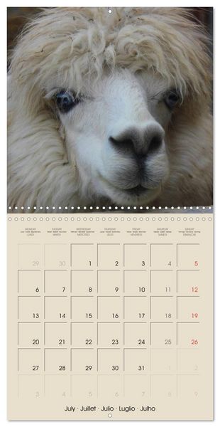 Produktbild: Alpacas & Llamas (Wall Calendar 2026 12 &times; 12 Inch) CALVENDO 12 Month Wall Calendar
