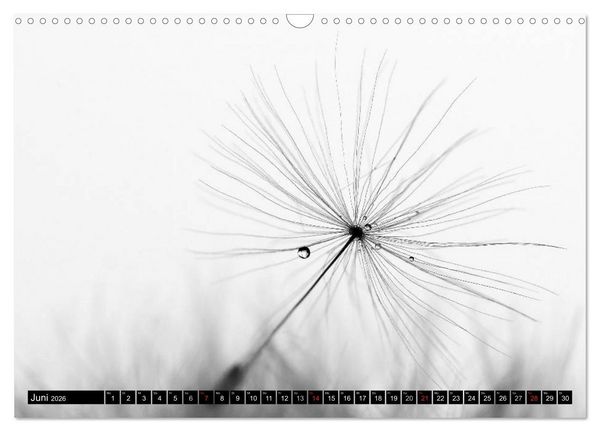 Produktbild: Pusteblume - Impressionen in schwarzwei&szlig; (Wandkalender 2026 DIN A3 quer), CALVENDO Monatskalender