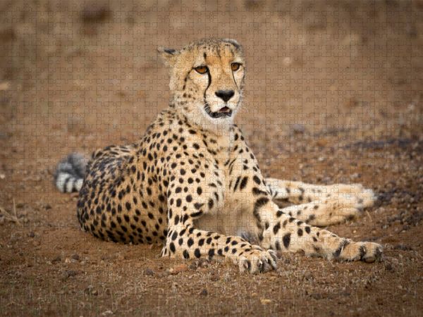 Produktbild: CALVENDO Puzzle Gepard, Botswana 2017 | 1000 Teile Lege-Gr&ouml;&szlig;e 64x48cm Foto-Puzzle f&uuml;r gl&uuml;ckliche Stunden