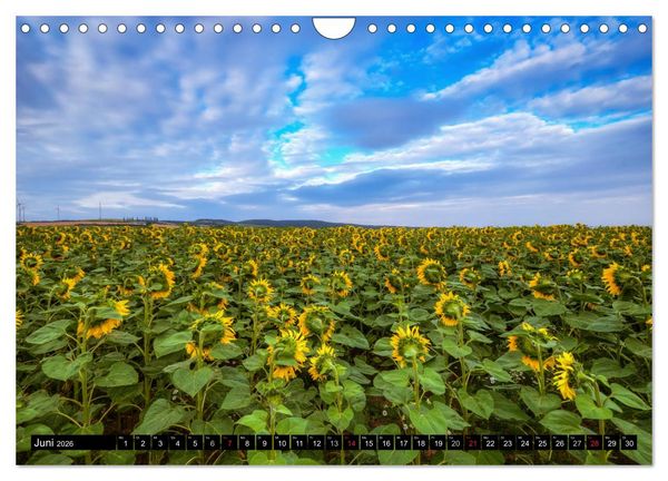 Produktbild: Zeit f&uuml;r Sonnenblumen (Wandkalender 2026 DIN A4 quer), CALVENDO Monatskalender