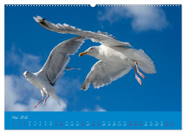 Produktbild: M&ouml;wen die Begleiter an Meer und See (Wandkalender 2026 DIN A2 quer), CALVENDO Monatskalender