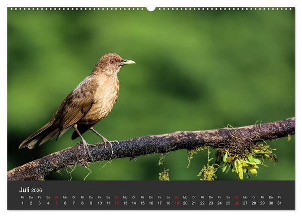 Produktbild: Costa Rica 2026 Exotische Vogelwelt (Wandkalender 2026 DIN A2 quer), CALVENDO Monatskalender