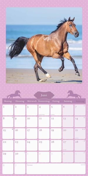 Mein Pferdekalender 2026 - Broschürenkalender 30x30 cm (30x60 geöffnet) - Kalender mit Platz für Notizen - Bildkalender - Wandplaner - Wandkalender