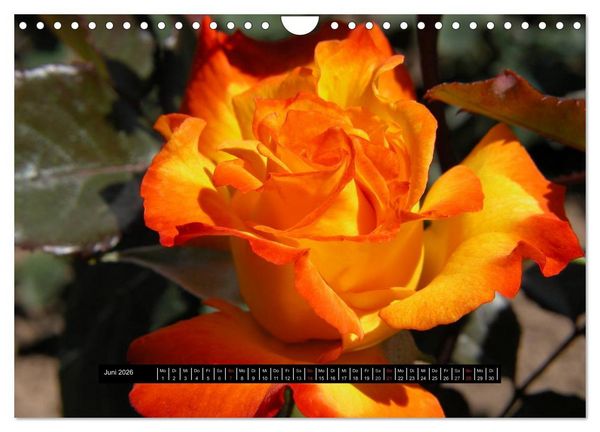 Produktbild: Rosen - Parade (Wandkalender 2026 DIN A4 quer), CALVENDO Monatskalender