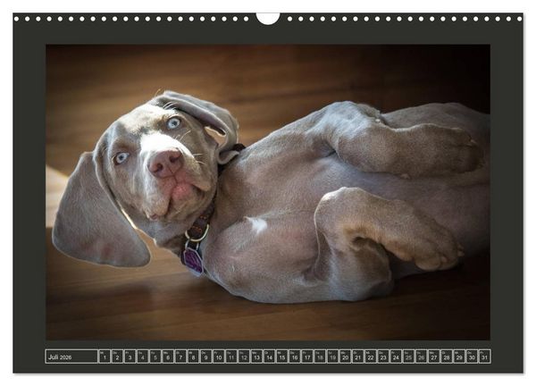 Produktbild: Weimaraner - Ein Welpenjahr (Wandkalender 2026 DIN A3 quer), CALVENDO Monatskalender