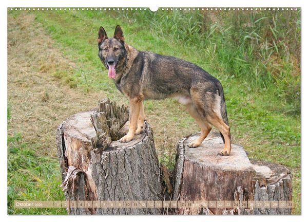 Produktbild: Sch&auml;ferhunde - Freunde auf 4 Pfoten (hochwertiger Premium Wandkalender 2026 DIN A2 quer), Kunstdruck in Hochglanz