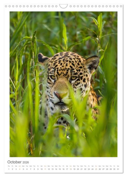 Produktbild: Pantanal Wildlife Photography (Wall Calendar 2026 DIN A3 portrait), CALVENDO 12 Month Wall Calendar