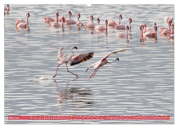 Produktbild: Flamingos am Lake Bogoria - Kenia (Wandkalender 2026 DIN A2 quer), CALVENDO Monatskalender